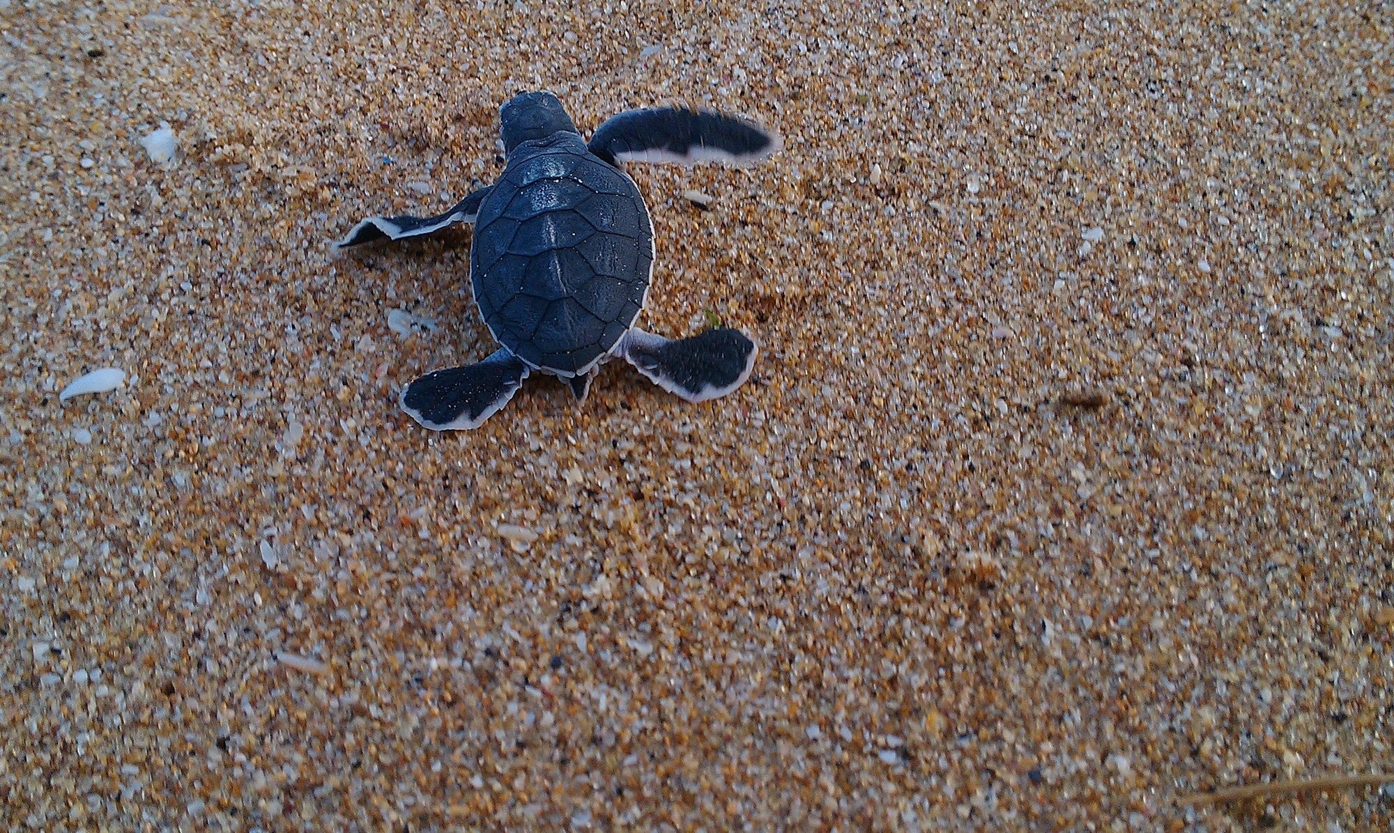 Ananthaya Beach Tangalle Ngoại thất bức ảnh